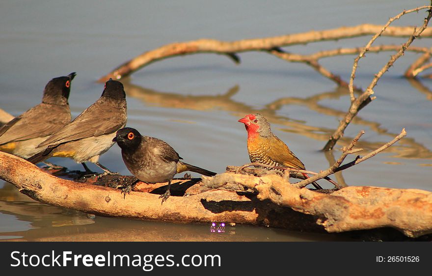 African Redeyed Bulbuls and Melba finch perched on a branch on a game ranch in Namibia, Africa. African Redeyed Bulbuls and Melba finch perched on a branch on a game ranch in Namibia, Africa.