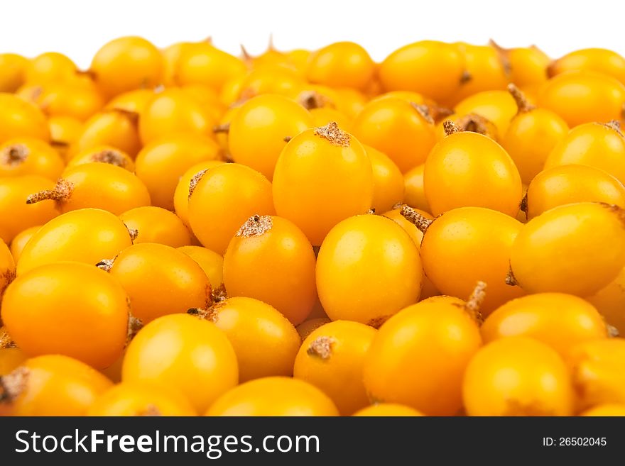 Buck thorn berries full frame closeup. Buck thorn berries full frame closeup