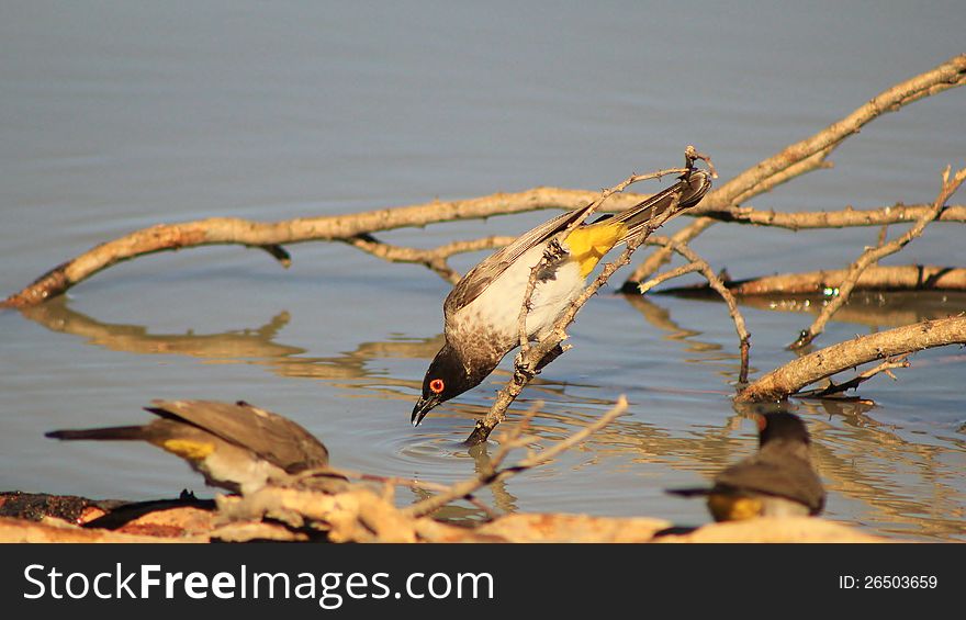 Redeyed Bulbul - Leaning In For A Drink - Africa