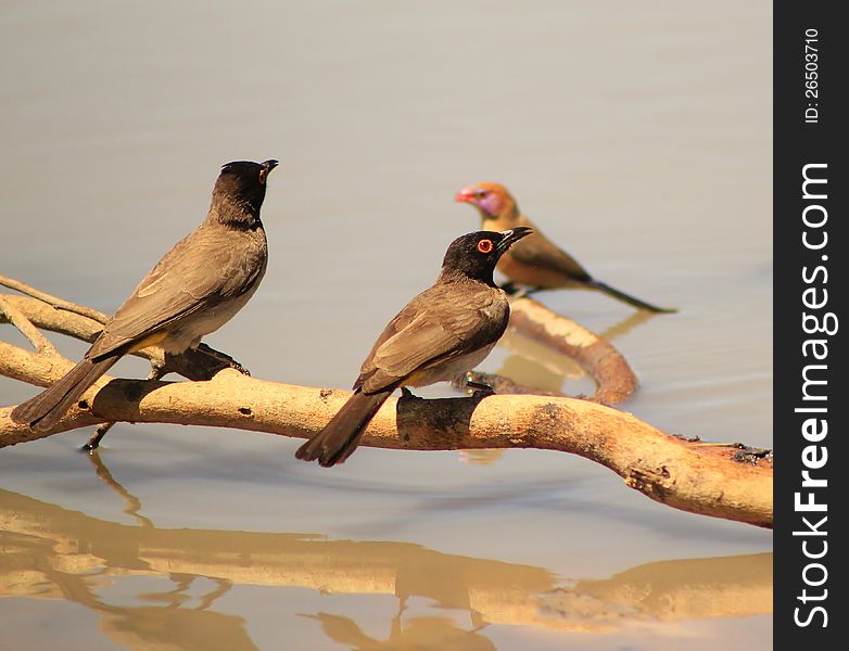 Redeyed Bulbul And Violeteared Waxbill - Water