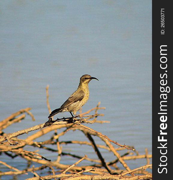 An adult female Marico Sunbird on a twig at a watering hole in Namibia, Africa. An adult female Marico Sunbird on a twig at a watering hole in Namibia, Africa.