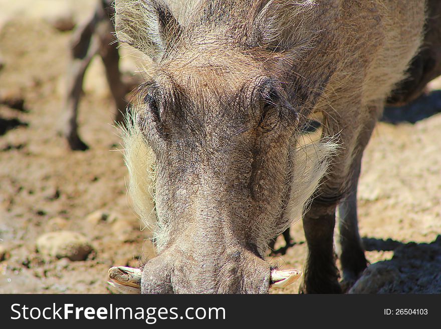 Adult female Warthog - close-up.  Photo taken on a game ranch in Namibia, Africa. Adult female Warthog - close-up.  Photo taken on a game ranch in Namibia, Africa.
