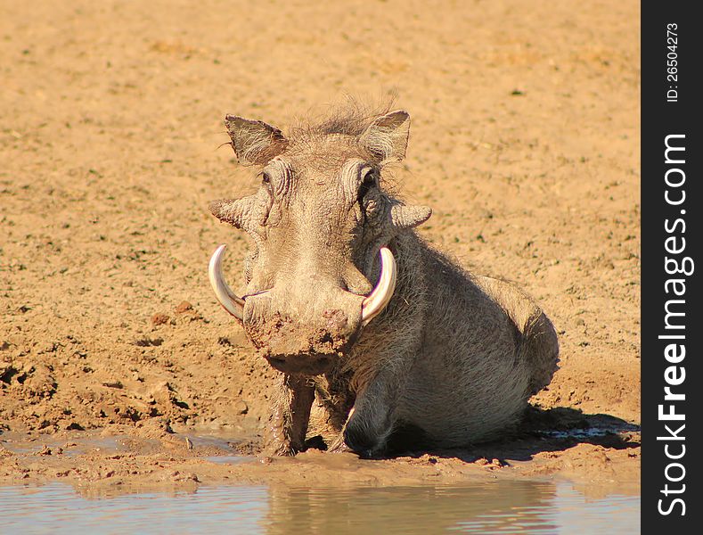 Adult male Warthog taking a mud bath under the Spring sun. Photo taken on a game ranch in Namibia, Africa. Adult male Warthog taking a mud bath under the Spring sun. Photo taken on a game ranch in Namibia, Africa.