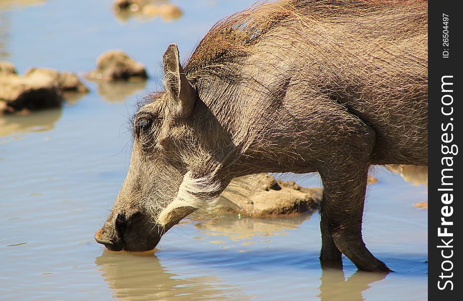 Adult female Warthog - close-up whilst drinking water. Photo taken on a game ranch in Namibia, Africa. Adult female Warthog - close-up whilst drinking water. Photo taken on a game ranch in Namibia, Africa.