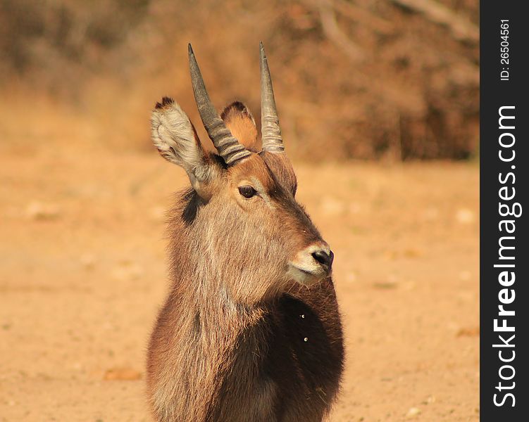 Young Waterbuck bull stare.  Photo taken on a game ranch in Namibia, Africa. Young Waterbuck bull stare.  Photo taken on a game ranch in Namibia, Africa.