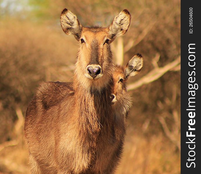 A young Waterbuck calf and cow at a watering hole on a game ranch in Namibia, Africa. A young Waterbuck calf and cow at a watering hole on a game ranch in Namibia, Africa.