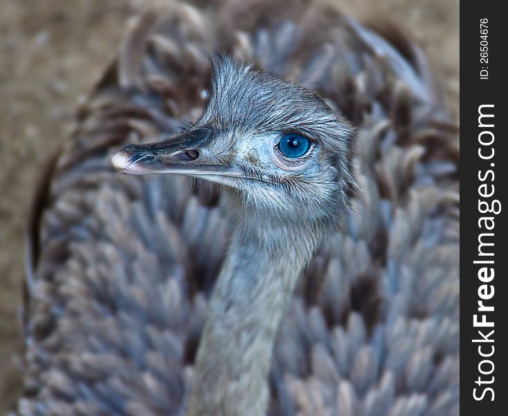 Looking down at an ostrich, with focus on its blue eye. Looking down at an ostrich, with focus on its blue eye.