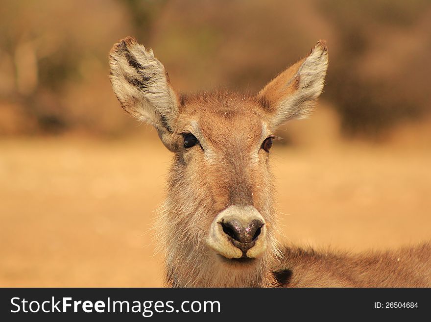 Sunset stare from Waterbuck mom - Africa