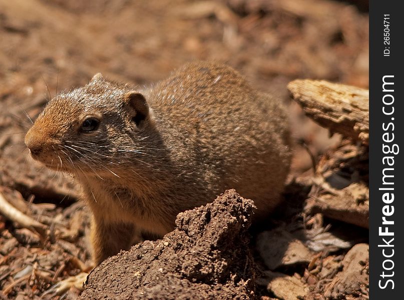 A curious ground squirrel checking out his surrounds