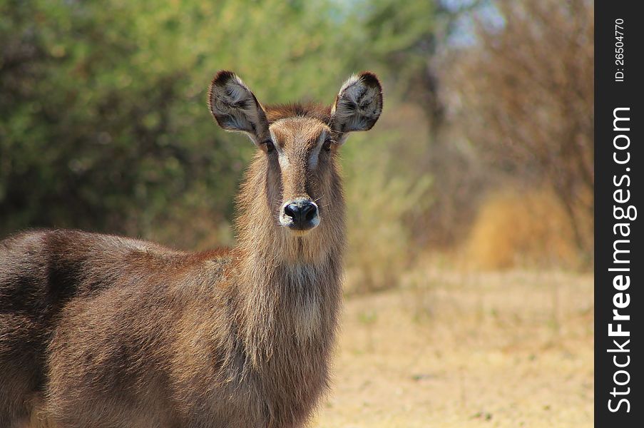 Spring stare from Waterbuck mom - Africa