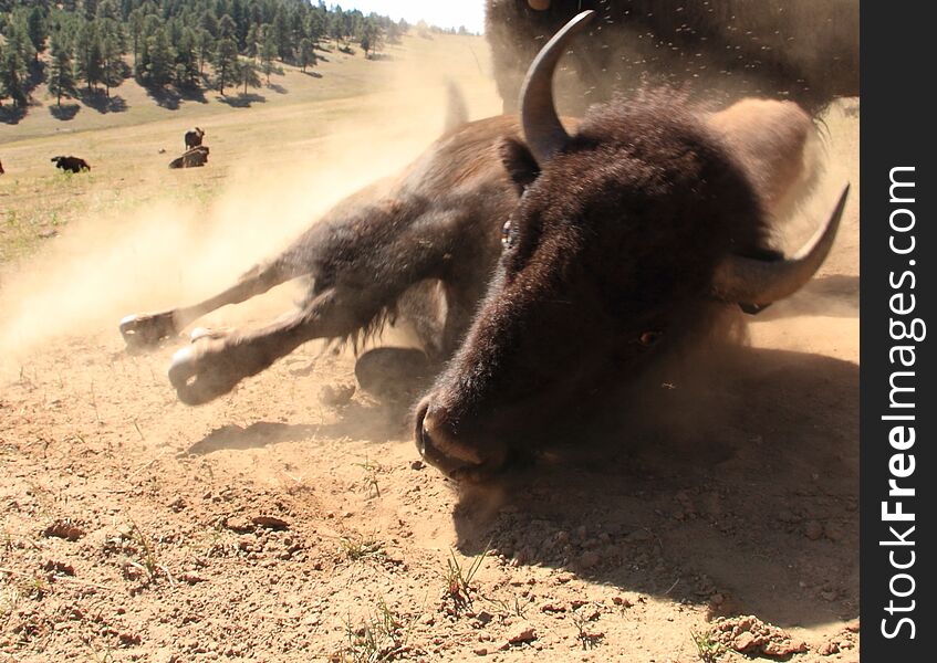 A bison rolls on dirt in a mountain meadow in Colorado. A bison rolls on dirt in a mountain meadow in Colorado.