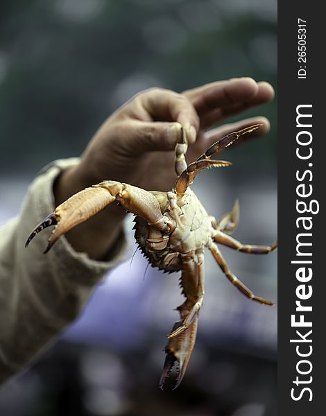 A hand holding a crab, at a market. A hand holding a crab, at a market.