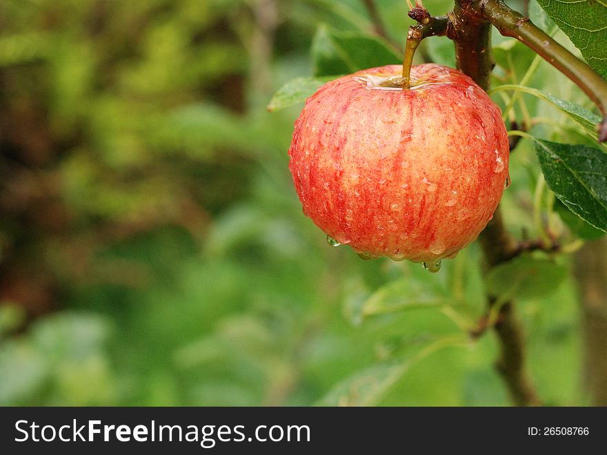 Single red apple on tree in rain.