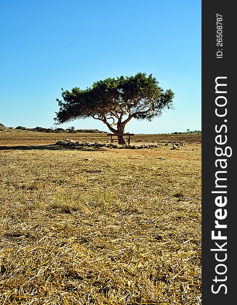 Lonely Tree In A Field
