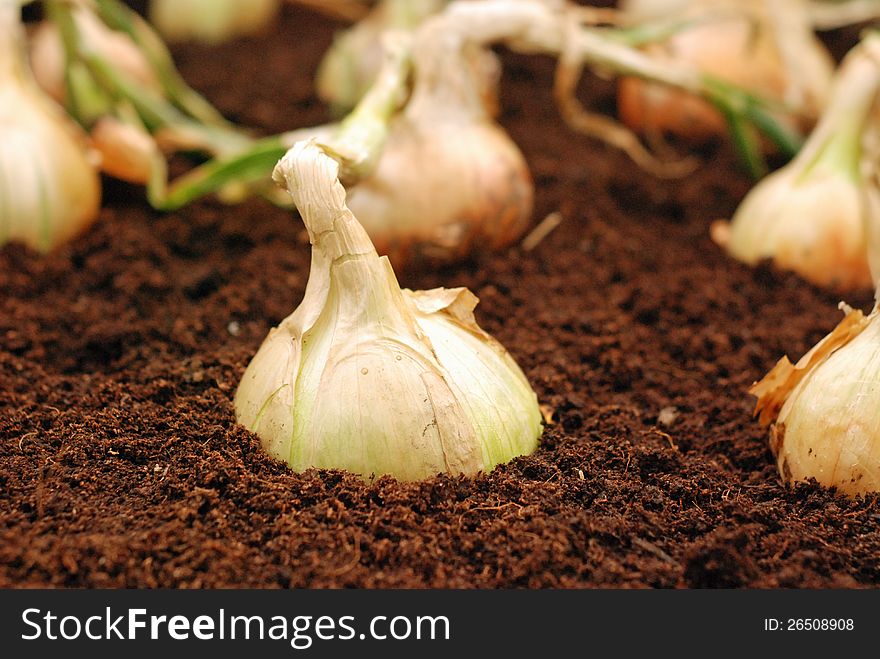 Onions In Soil