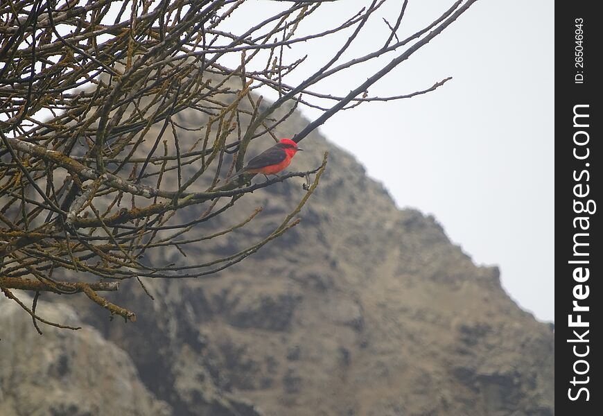 Robin in a leave-less tree