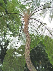 Tree Fern Stock Images