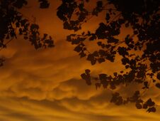 Dramatic Sunset With Leaves Stock Image Dramatic Sunset With Leaves Stock Image