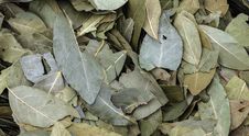 A Pile Of Fallen Leaves Royalty Free Stock Photo A Pile Of Fallen Leaves Royalty Free Stock Photo