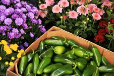 Jalapeno Peppers And Flowers Royalty Free Stock Images Jalapeno Peppers And Flowers Royalty Free Stock Images