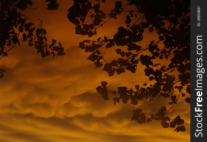 Dramatic sunset with leaves