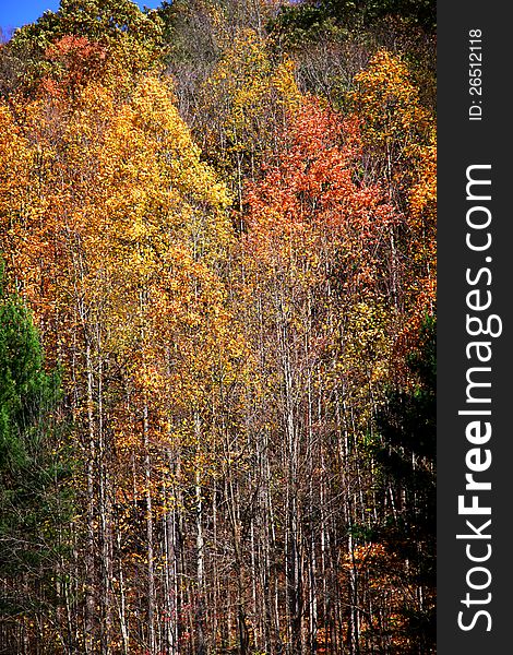 Tall colorful Aspen trees iin the mountains