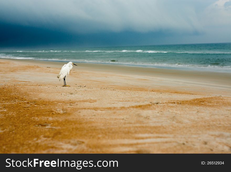 Egret On A Beach