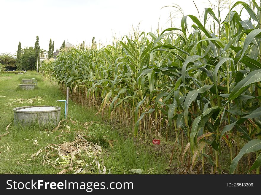 A picture of green corn field in thailand