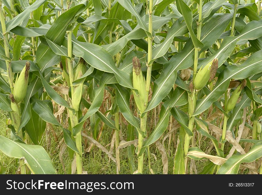 A picture of green corn in row in thailand