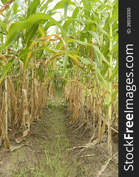 A picture of green corn field in thailand