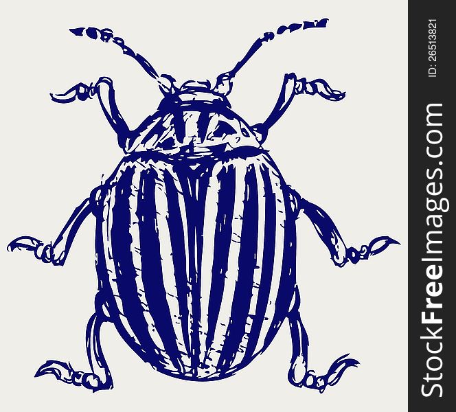 Beetle leptinotarsa decemlineata. Doodle style