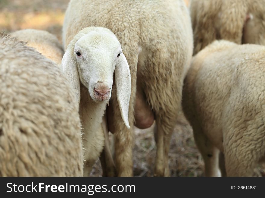 Curious lamb and Sheep on pasture. Curious lamb and Sheep on pasture