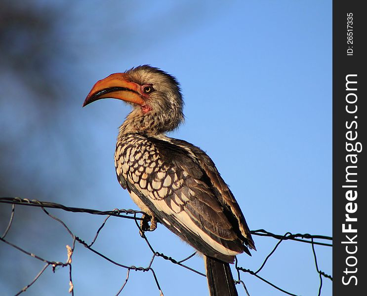 An adult female Southern Yellowbilled Hornbill sitting on a fence in Namibia, Africa. An adult female Southern Yellowbilled Hornbill sitting on a fence in Namibia, Africa.