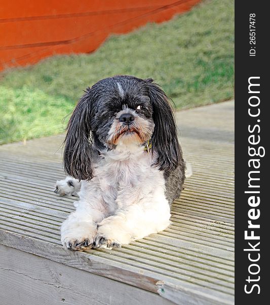 Photo of a lovely shih tzu dog breed resting on beach hut decking boards and keeping one eye open!. Photo of a lovely shih tzu dog breed resting on beach hut decking boards and keeping one eye open!