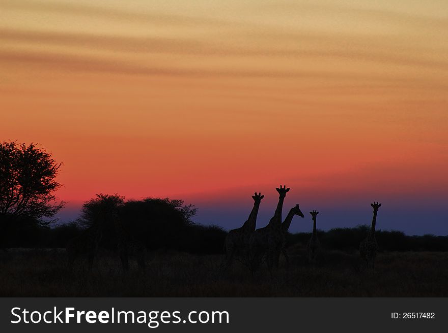 The silhouettes of a group of Giraffes on the African plains.  Photo taken in Namibia. The silhouettes of a group of Giraffes on the African plains.  Photo taken in Namibia.