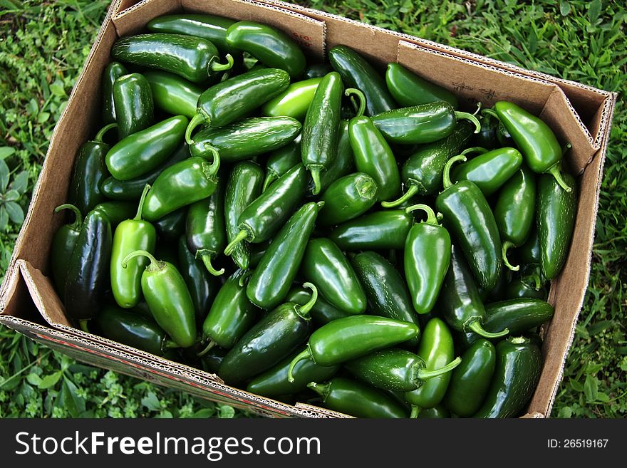Box of jalapeno peppers from NC. Box of jalapeno peppers from NC