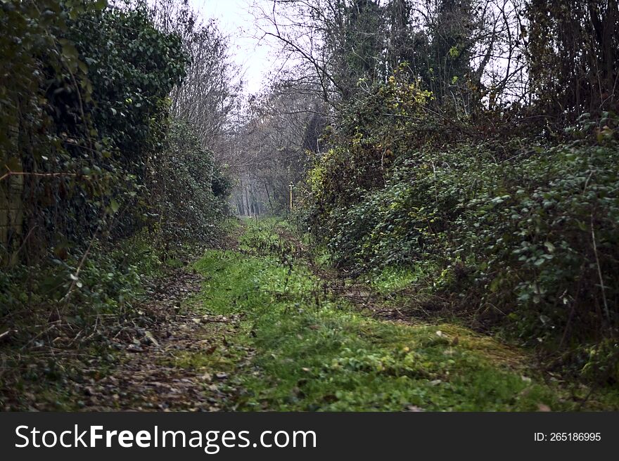 Path covered by foliage bordered by bare trees and a wall with ivy on a cloudy day in winter