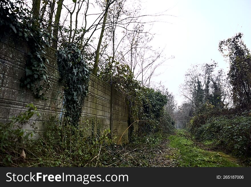 Path covered by foliage bordered by bare trees and a wall with ivy on a cloudy day in winter