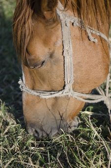 Horse Grazing Stock Photos Horse Grazing Stock Photos