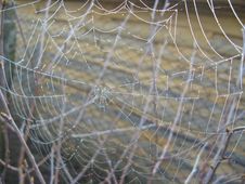 Spider S Web On The Grey Background Royalty Free Stock Photos
