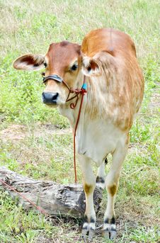 Baby Cow Royalty Free Stock Photos