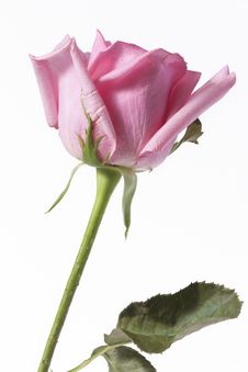 Long Stalk Pink Rose Royalty Free Stock Images
