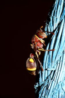 Red And Yellow Wasp Royalty Free Stock Image Red And Yellow Wasp Royalty Free Stock Image