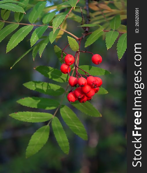 Mountain ash. The forest teems with colourful berries.