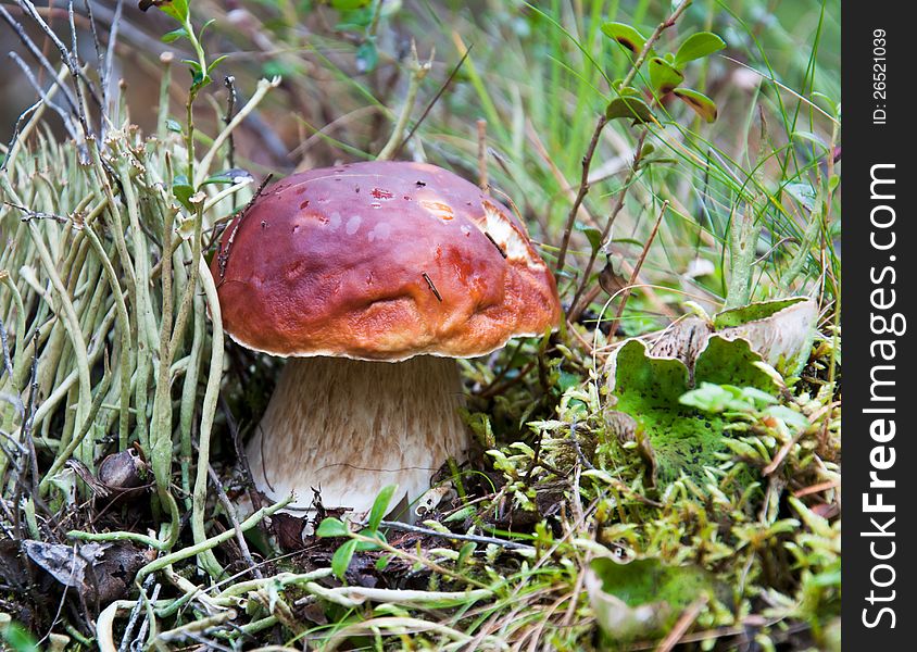 The best edible fungus. The best edible fungus.