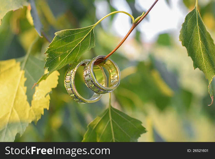 Wedding Rings on a tree