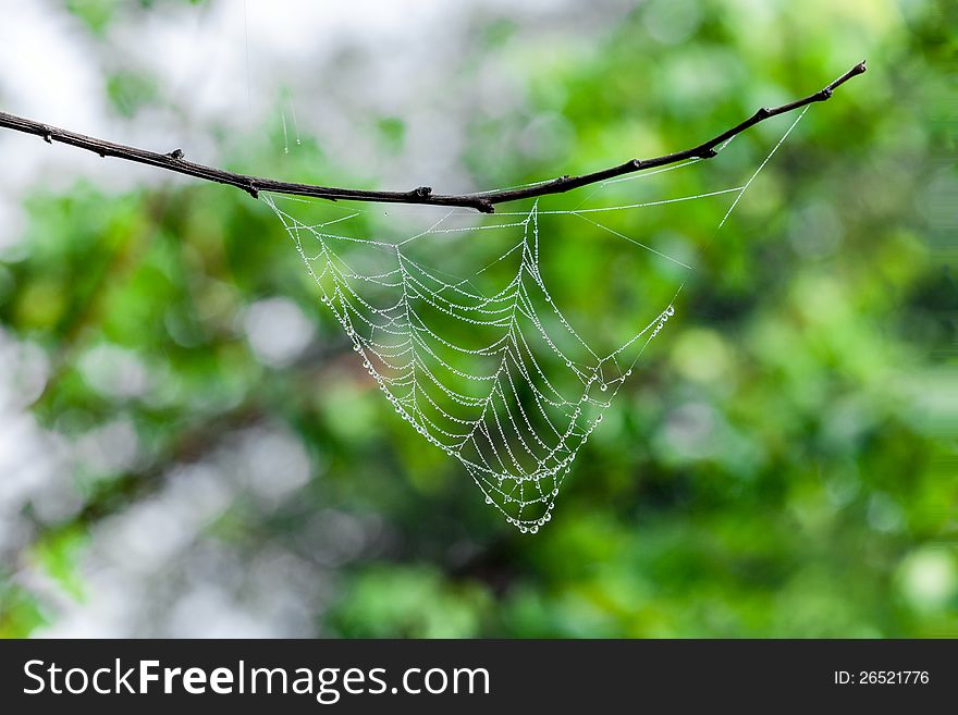 Water Drops On Cobweb