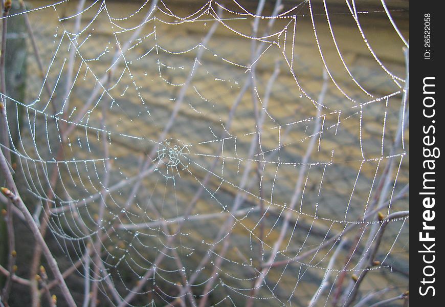 Spider S Web On The Grey Background