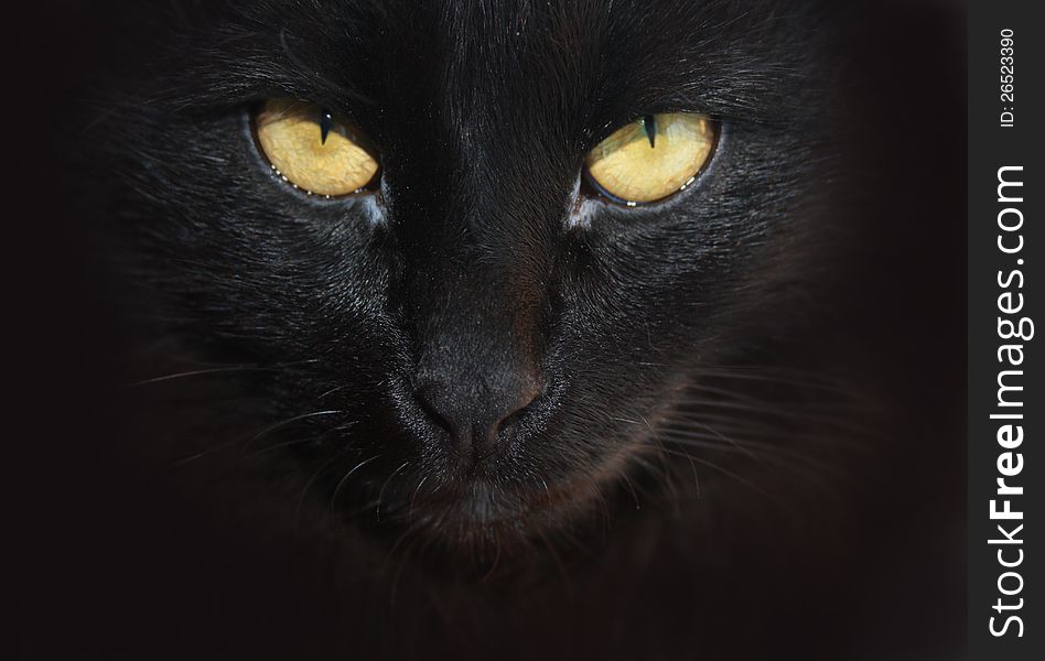 Eyea of a black cat, portrait close-up. Eyea of a black cat, portrait close-up