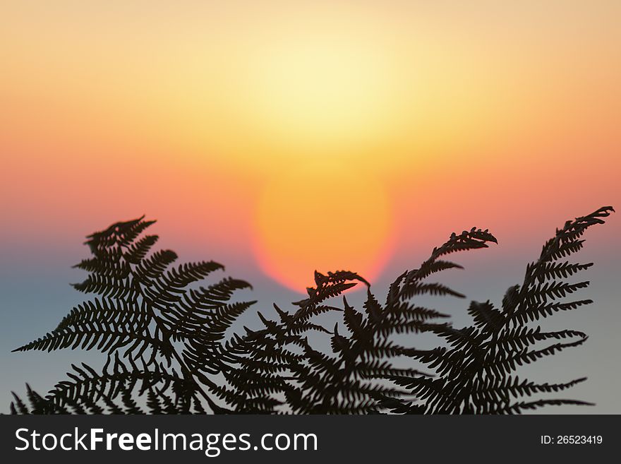 Fern Leaf In Front Of The Sunrise